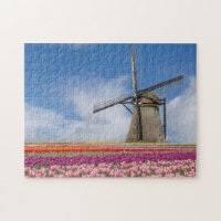 Moulin À Vent Et Tulipes Colorées Amsterdam Pays-B