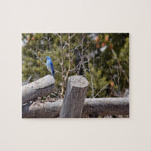 Puzzle Mountain Blue Jay - 8x10 - 110 pcs (Horizontal)