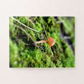 Puzzle Mousses et lichens avec de minuscules champignons (Horizontal)