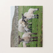 Puzzle Mouton des Shetland (Vertical)