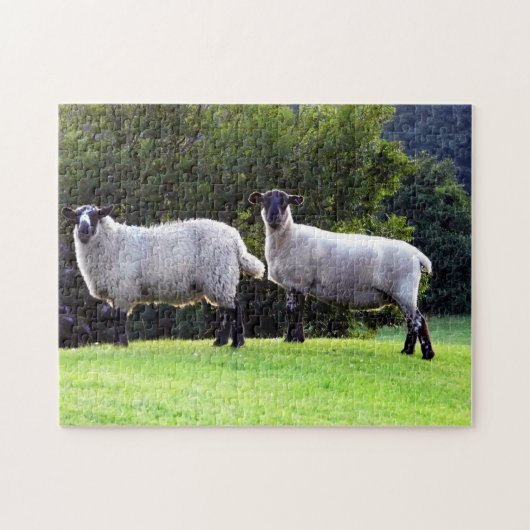 Puzzle Mouton gallois (Horizontal)