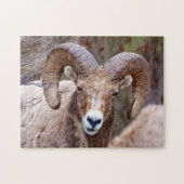 Puzzle Mouton noir des Rocheuses (Horizontal)