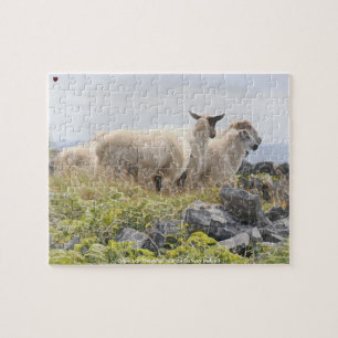 Puzzle Moutons sur les îles Aran Galway Irlande
