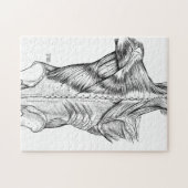 Puzzle Muscles du dos d'art noir et blanc d'anatomie (Horizontal)