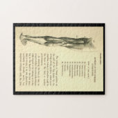 Puzzle Muscles vintages de jambe de l'anatomie | (Horizontal)
