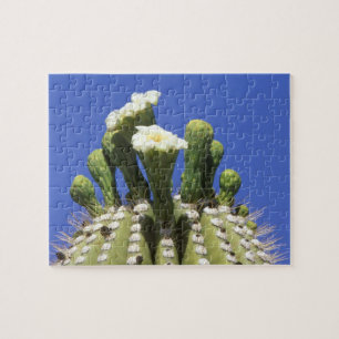 Puzzle N.A., États-Unis, Arizona, Tucson, désert de Sonor