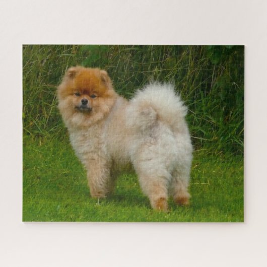 Puzzle Nain Spitz Poméranien Chien. (Horizontal)