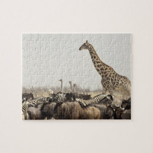Puzzle Namibie, parc national d'Etosha. Une girafe solita