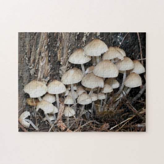 Puzzle Nature du groupement de champignons sauvages blanc (Horizontal)