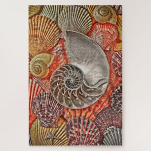 Puzzle Nautilus et coques