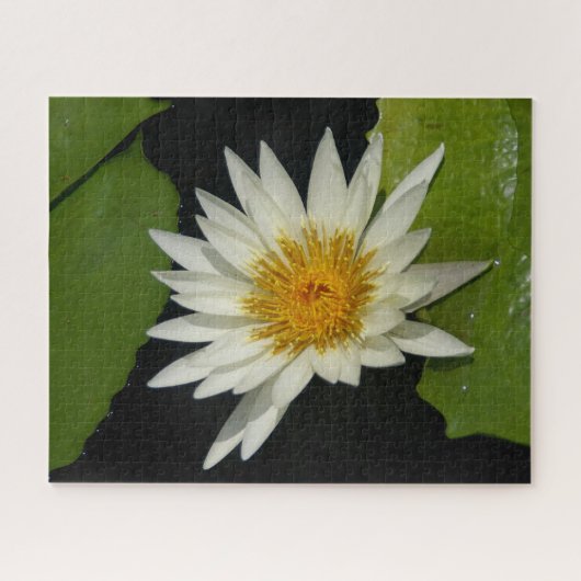 Puzzle Nénuphar blanc (Horizontal)