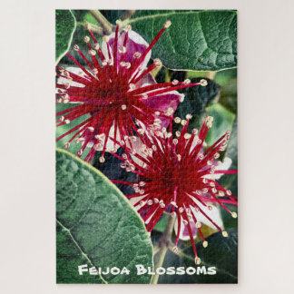 Puzzle New Zealand Spring Red Blooming Feijoa Fruit Tree