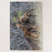 Puzzle Newborn Moose Calf Nuzzling its Mother (Vertical)