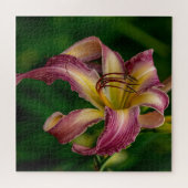 Puzzle Northwind Dancer Daylily (Horizontal)
