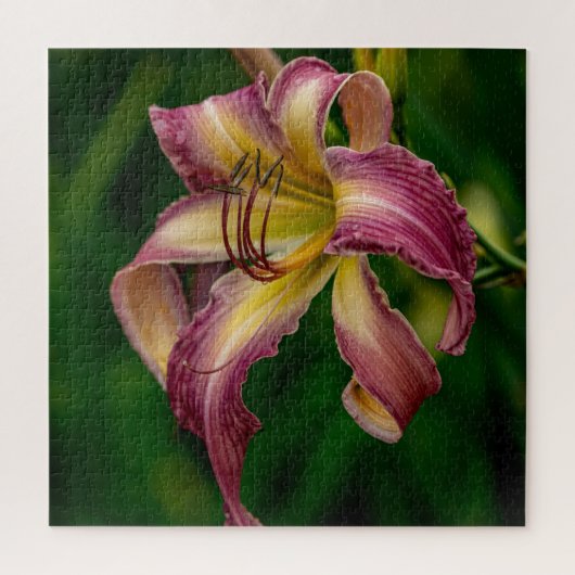 Puzzle Northwind Dancer Daylily (Vertical)