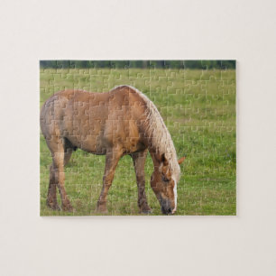 Puzzle Nouveau-Brunswick, Canada. Cheval dans un champ.