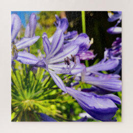 Puzzle Nouvelle-Zélande Agapanthus Violet Fleur Fleurit