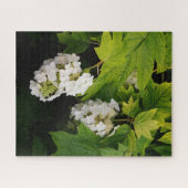 Puzzle Oakleaf Hydrangea (Horizontal)