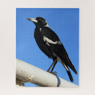 Puzzle Observation de l'oiseau magnifique Pie australienn