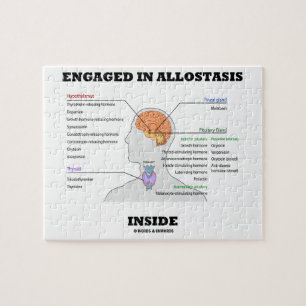Puzzle Occupé dans l'intérieur d'Allostasis (hormones