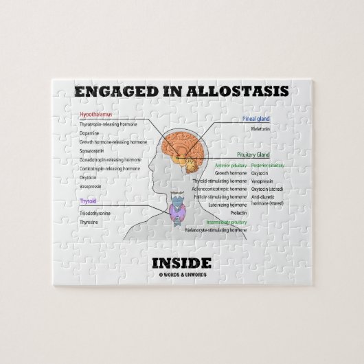 Puzzle Occupé dans l'intérieur d'Allostasis (hormones (Horizontal)