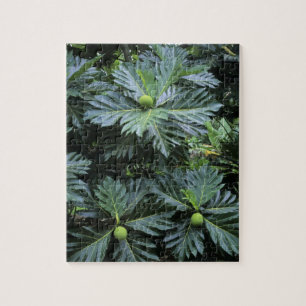 Puzzle Océanie, Pacifique Sud, Polynésie française,