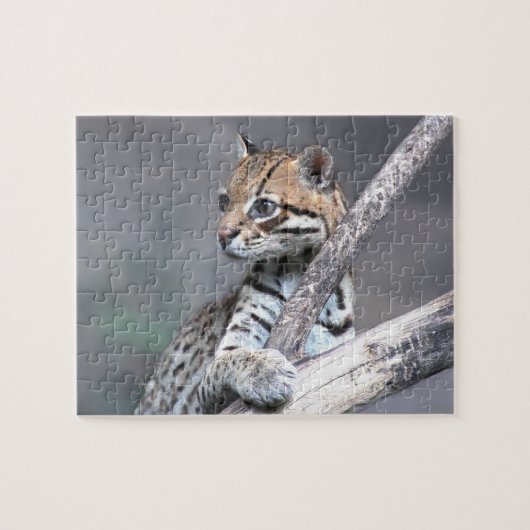 Puzzle Ocelot (Horizontal)