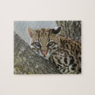 Puzzle Ocelot, Felis pardalis, en captivité, femelle au r