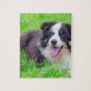 Puzzle Oeil impair border collie se situant dans