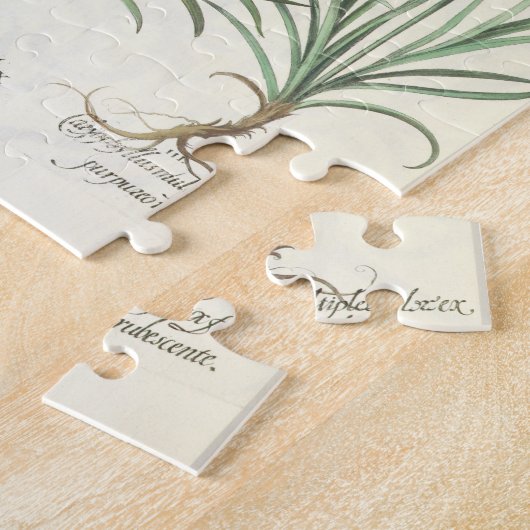 Puzzle Oeillets : albo multiplex du flore 1.Caryophyllus (Côté)