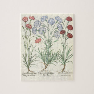 Puzzle Oeillets : albo multiplex du flore 1.Caryophyllus