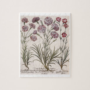 Puzzle Oeillets : majore du flore 1.Caryophyllus ; 2.