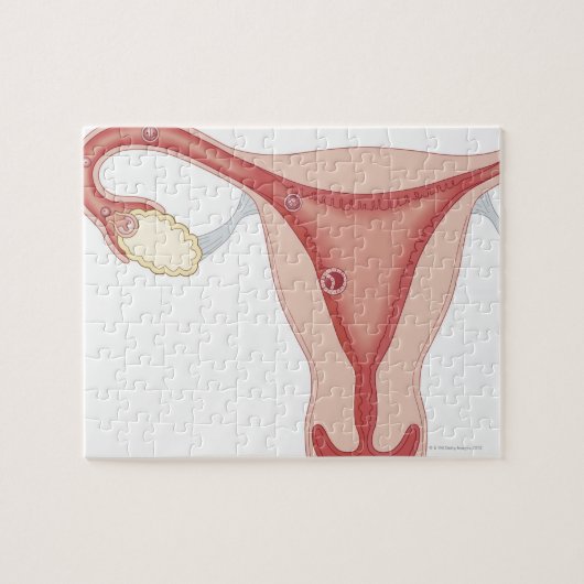 Puzzle Oeuf fertilisé Devenant embryon (Horizontal)