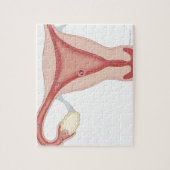 Puzzle Oeuf fertilisé Devenant embryon (Vertical)