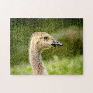 Puzzle Oie canadienne (Gosling)
