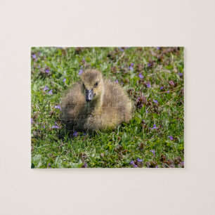 Puzzle Oie de bébé (Gosling)