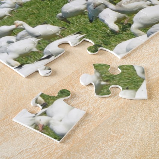 Puzzle Oies des neiges dans un champ (Côté)