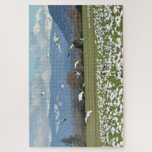 Puzzle Oies des neiges dans un champ (Vertical)