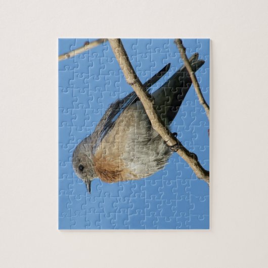 Puzzle Oiseau bleu occidental (Vertical)