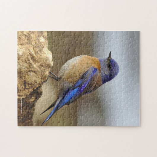 Puzzle Oiseau, Bluebird, (Horizontal)