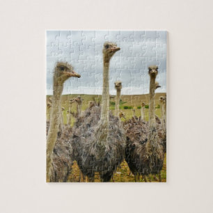 Puzzle Oiseau d'autruche