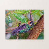 Puzzle Oiseau du Costa Rica - Colibri à gorge enflammée (Horizontal)