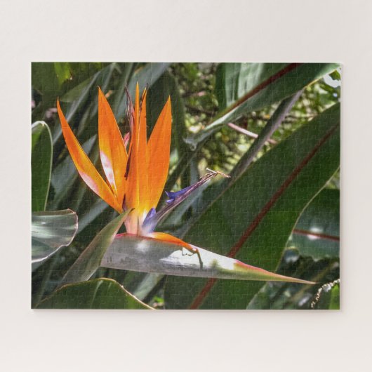 Puzzle Oiseau du Paradis #1 (Horizontal)