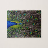 Puzzle Oiseau paon magnifique (Horizontal)