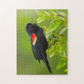 Puzzle Oiseau-roux (Agelaius Phoeniceus) (Vertical)