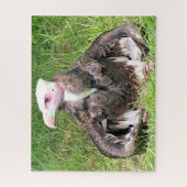 PUZZLE OISEAU VULTURE DE LA PROIE (Vertical)