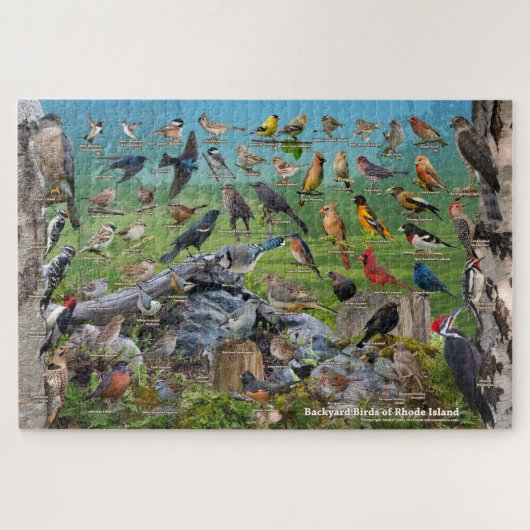 Puzzle Oiseaux de jardin de Rhode Island (Horizontal)