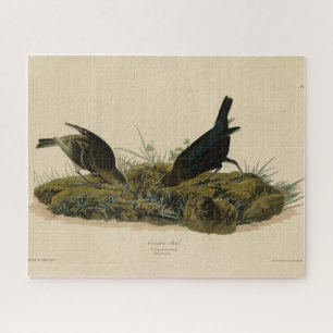 Puzzle Oiseaux de vache (Cowbird) Audubon's Birds of Amer