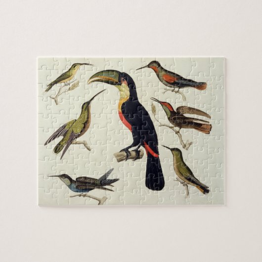 Puzzle Oiseaux indigènes, y compris le toucan (centre), (Horizontal)