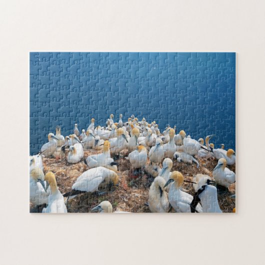 Puzzle Oiseaux marins (Horizontal)